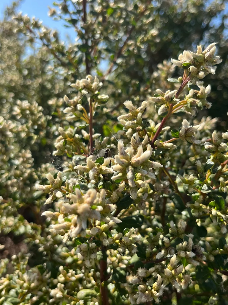 Baccharis Pilularis