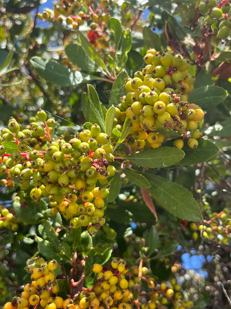Heteromeles Arbutifolia