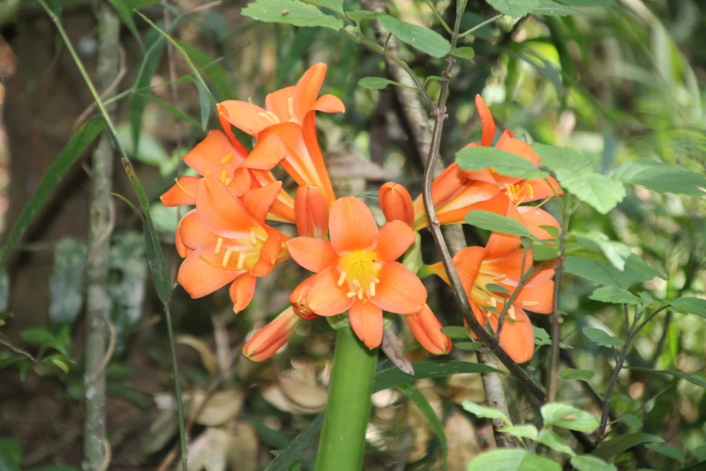 Clivia Miniata