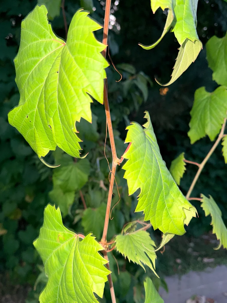 Vitis Riparia