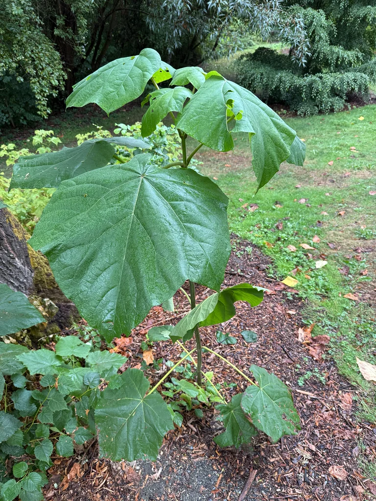 Paulownia Tomentosa