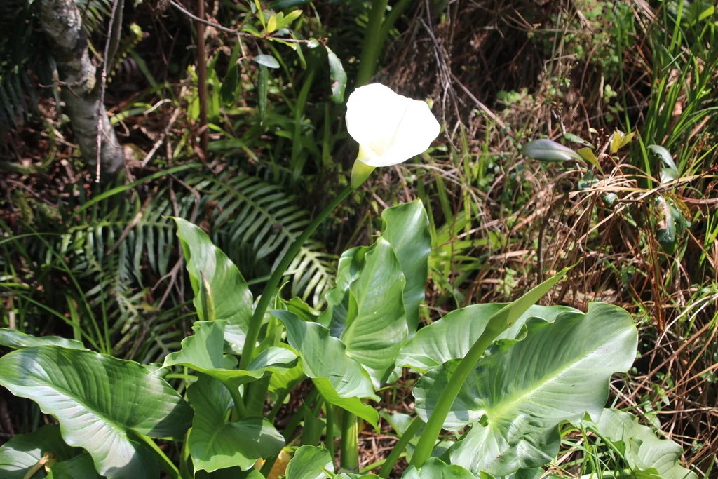 Zantedeschia Aethiopica