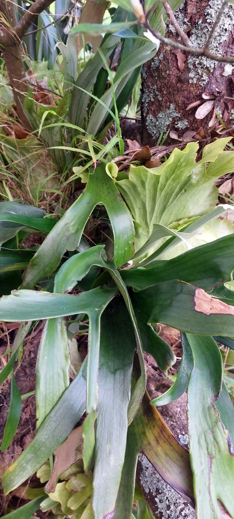 Platycerium bifurcatum