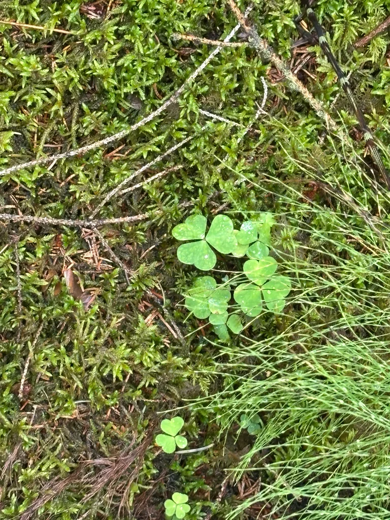 Oxalis Acetosella