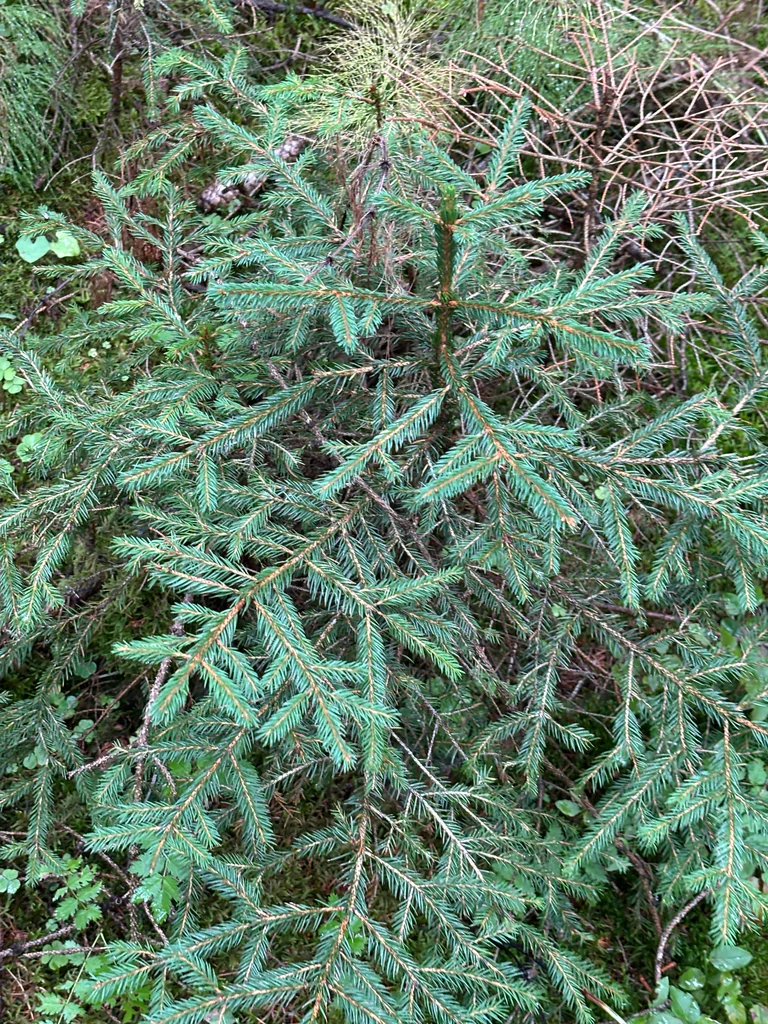 Picea Abies