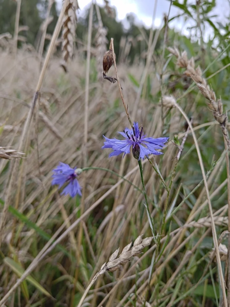 Centaurea Cyanus
