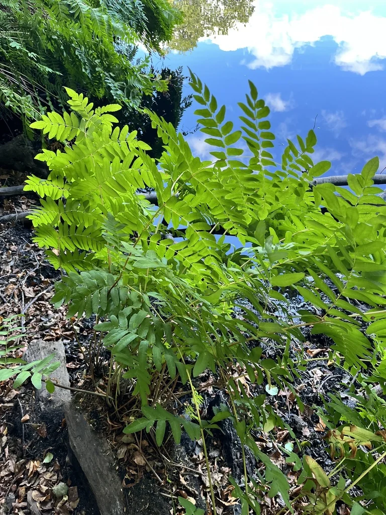 Osmunda Regalis