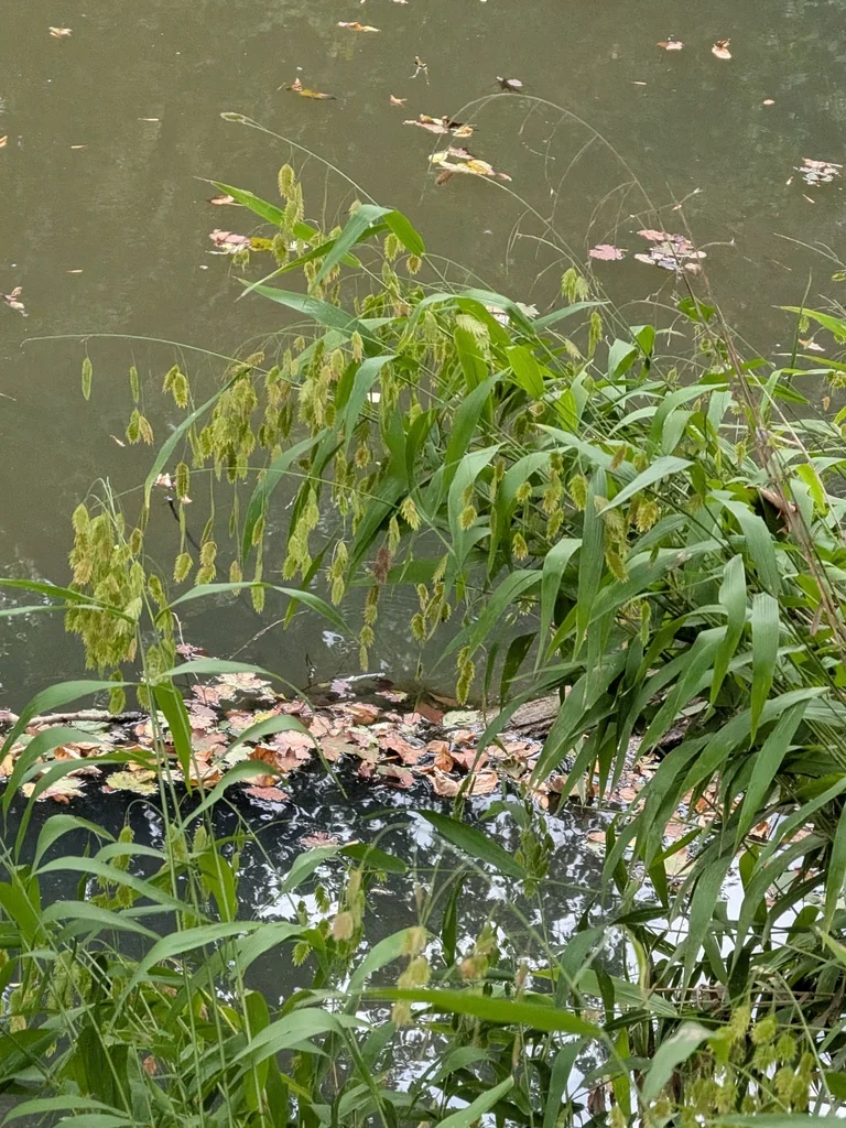 Chasmanthium Latifolium