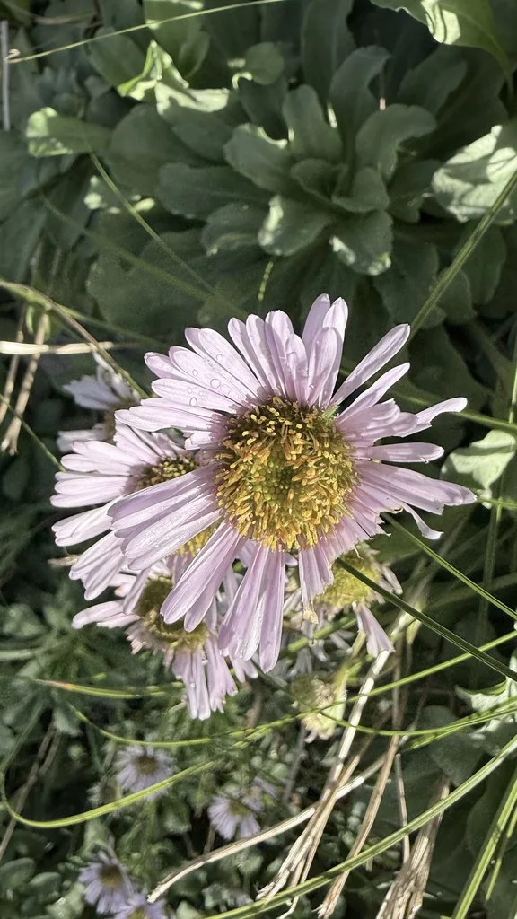 Erigeron Glaucus