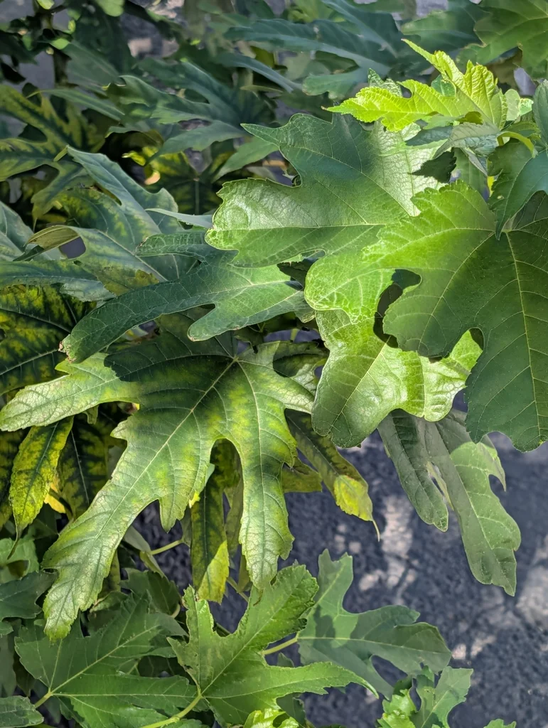 Ficus Carica