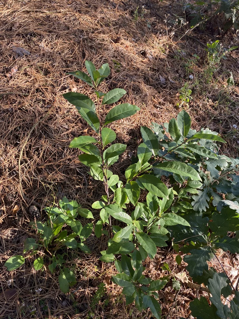 Prunus Serotina