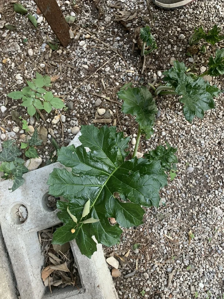 Acanthus Mollis