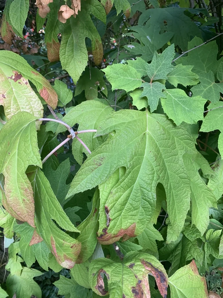 Hydrangea quercifolia