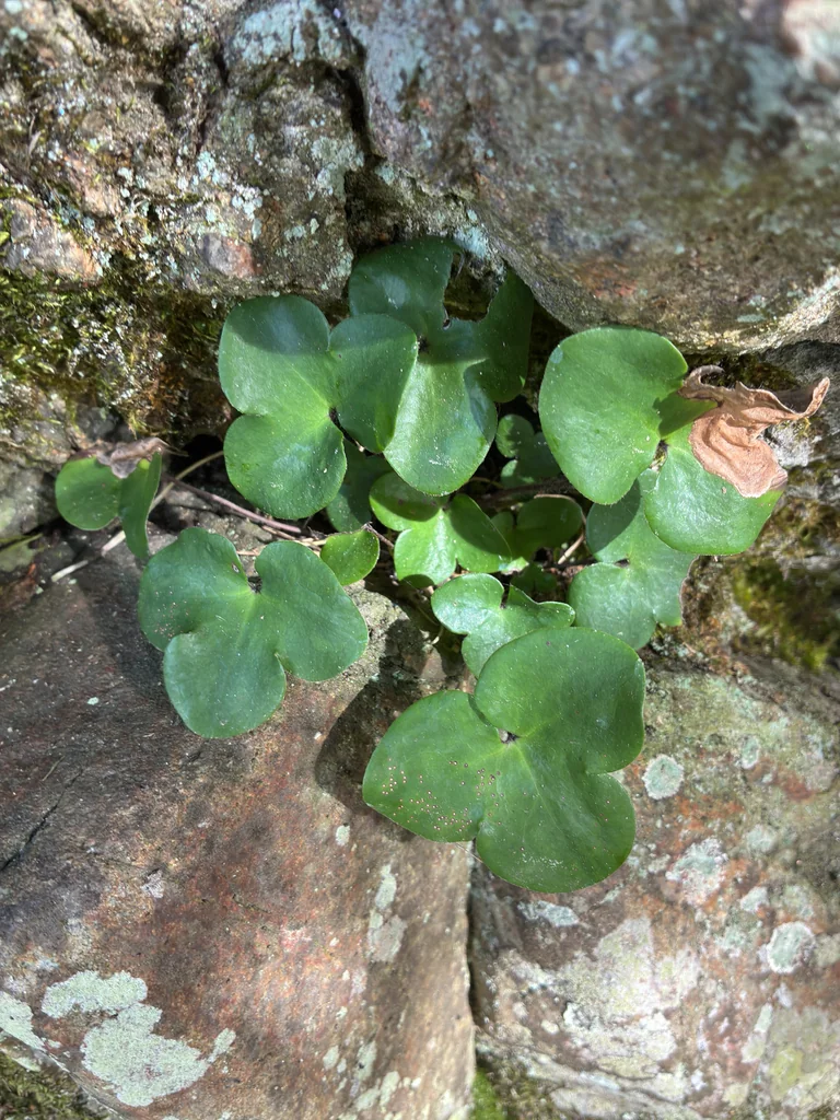 Hepatica Nobilis
