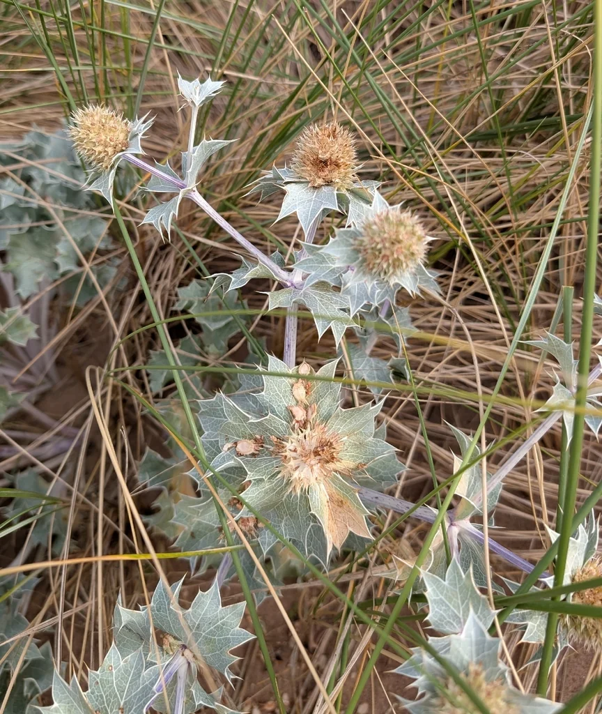 Eryngium Maritimum
