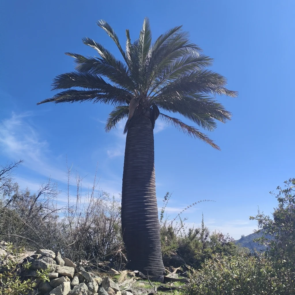 Jubaea Chilensis