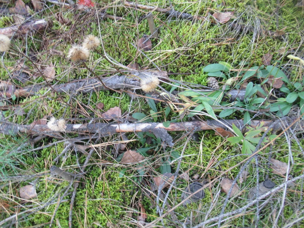 Aster alpinus