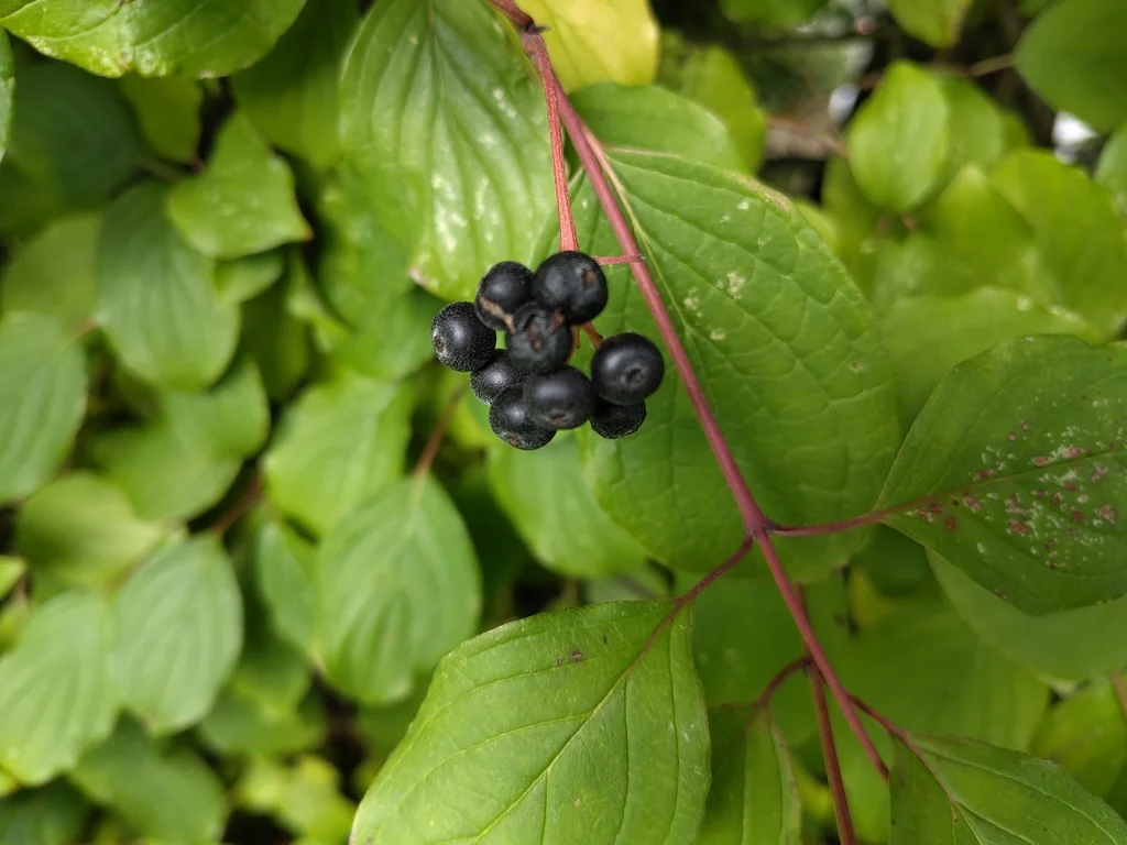Cornus sanguinea