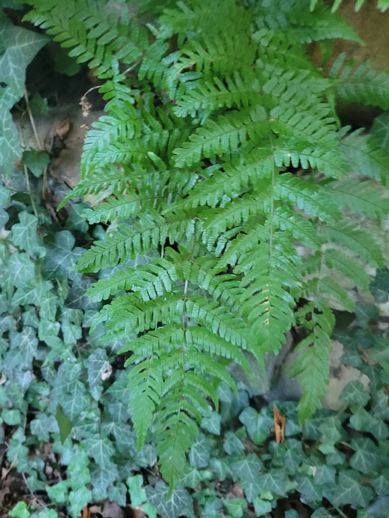 Dryopteris erythrosora