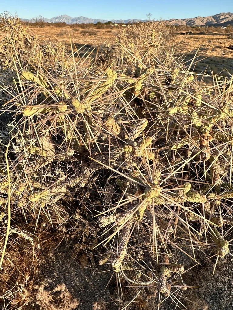Cylindropuntia Ramosissima