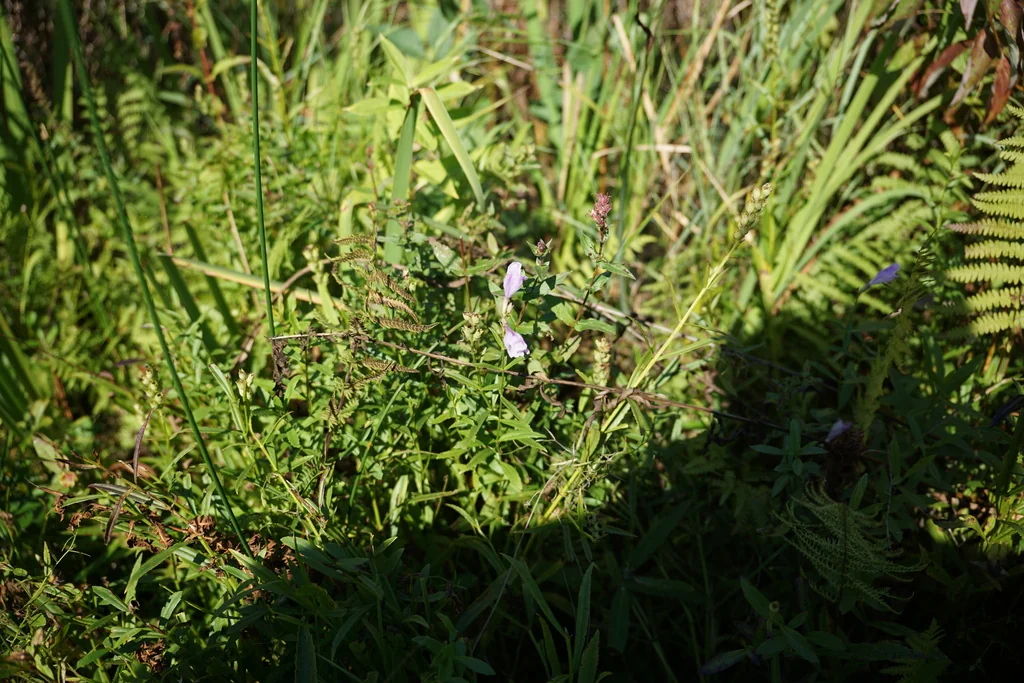 Physostegia Virginiana
