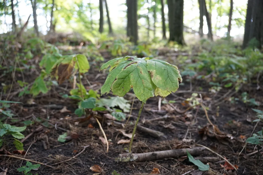 Podophyllum Peltatum