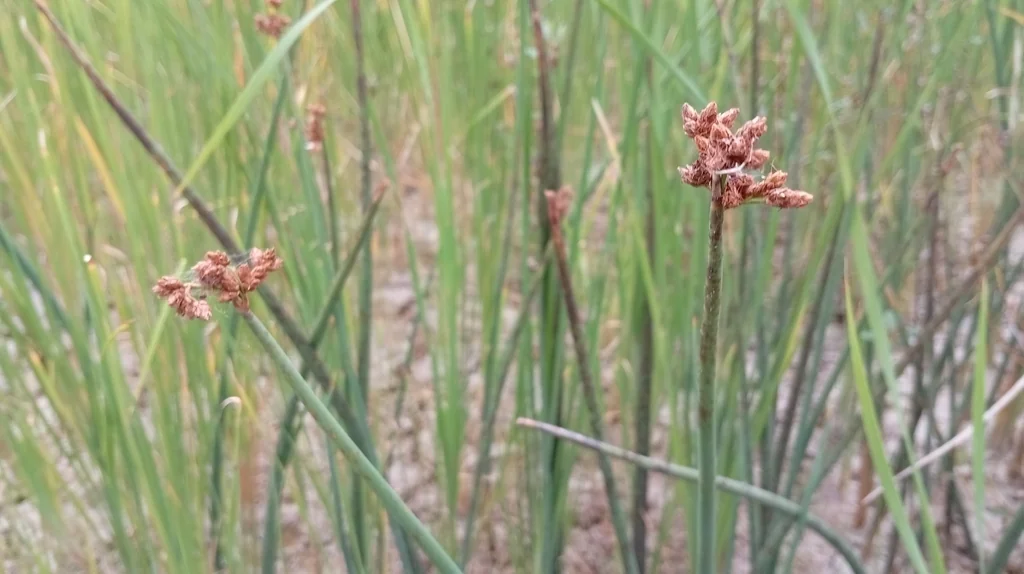 Scirpus Tabernaemontani