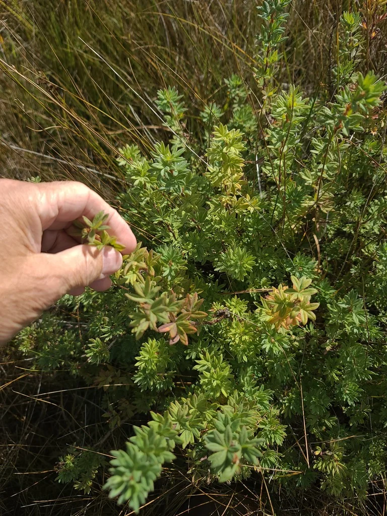 Potentilla fruticosa