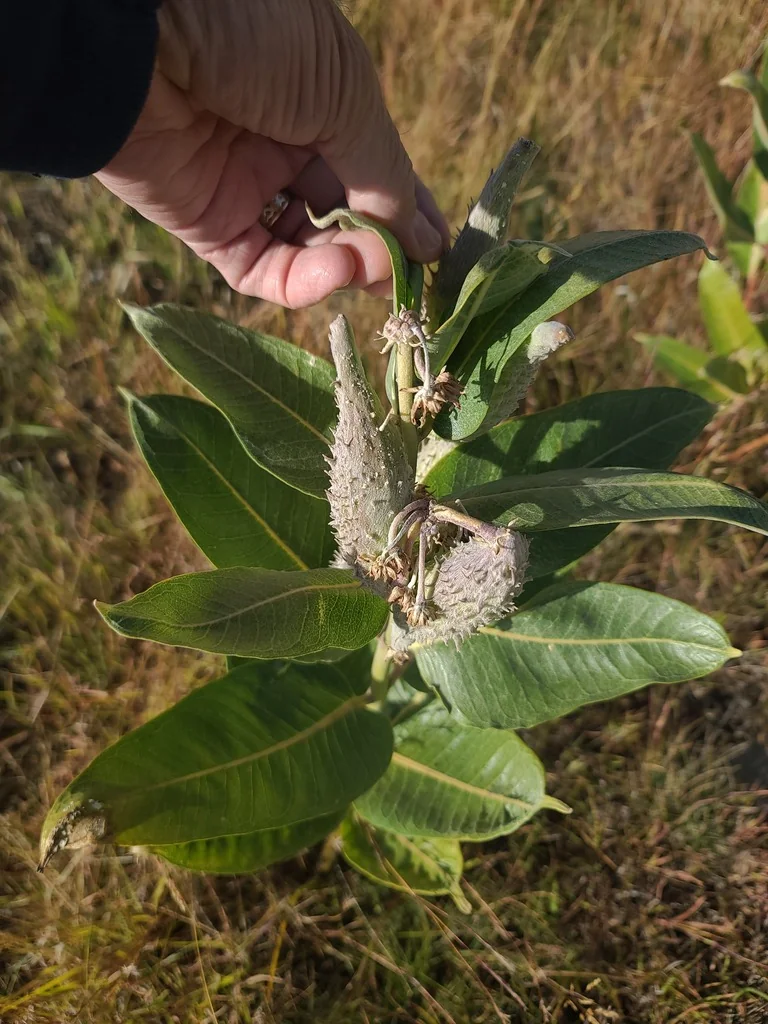 Asclepias Speciosa