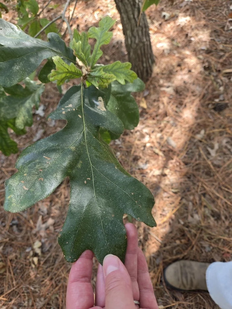 Quercus Stellata