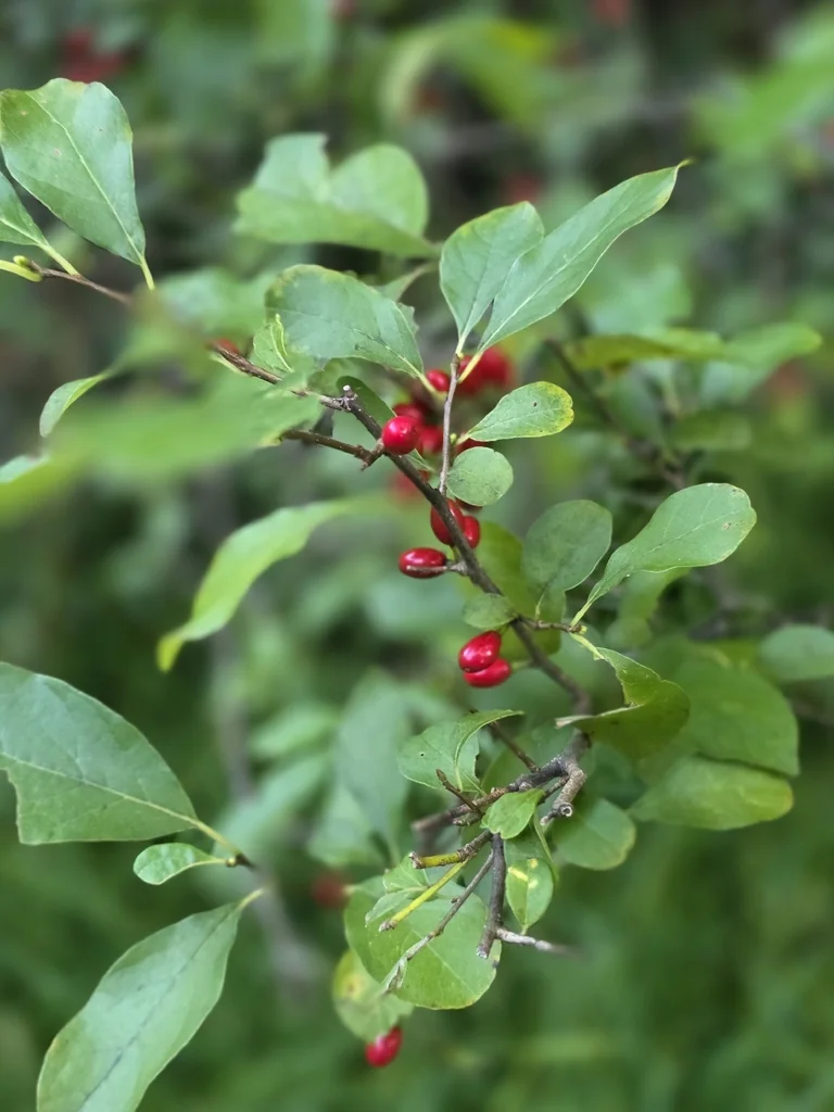 Lindera Benzoin