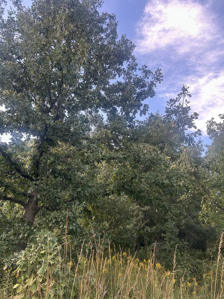 Quercus Macrocarpa