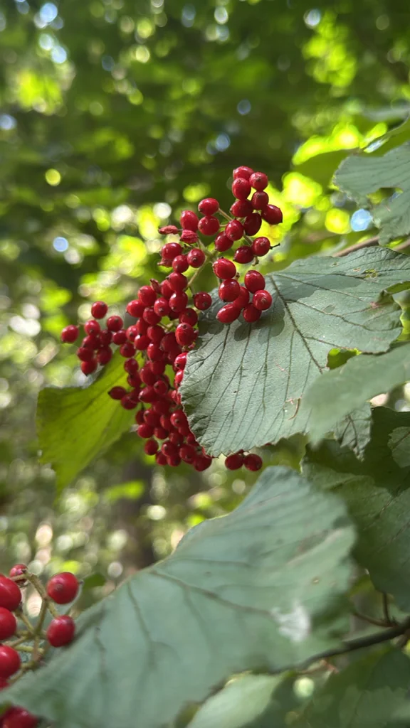 Viburnum dilatatum