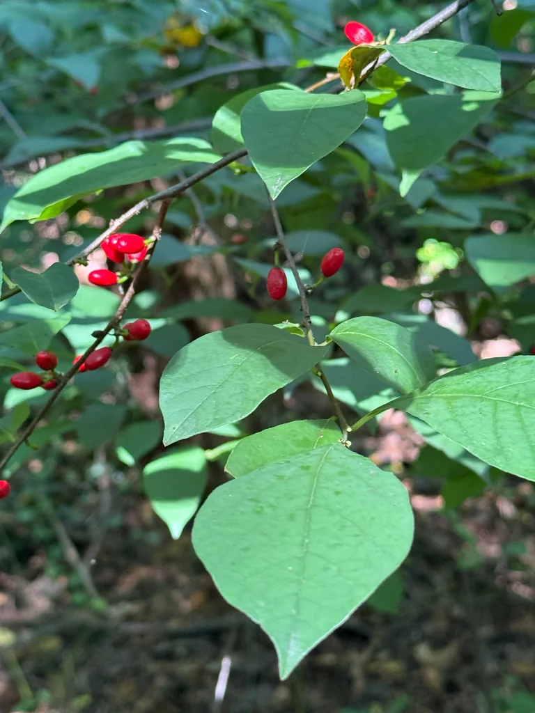 Lindera Benzoin