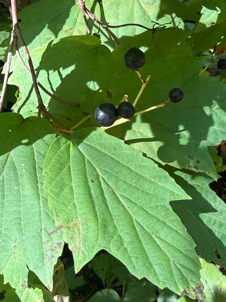 Viburnum Acerifolium