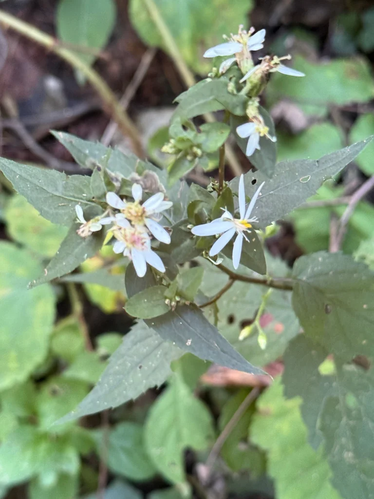Eurybia divaricata