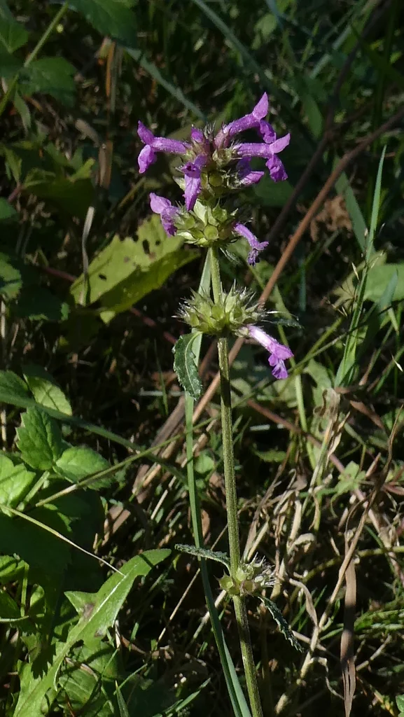 Stachys Officinalis