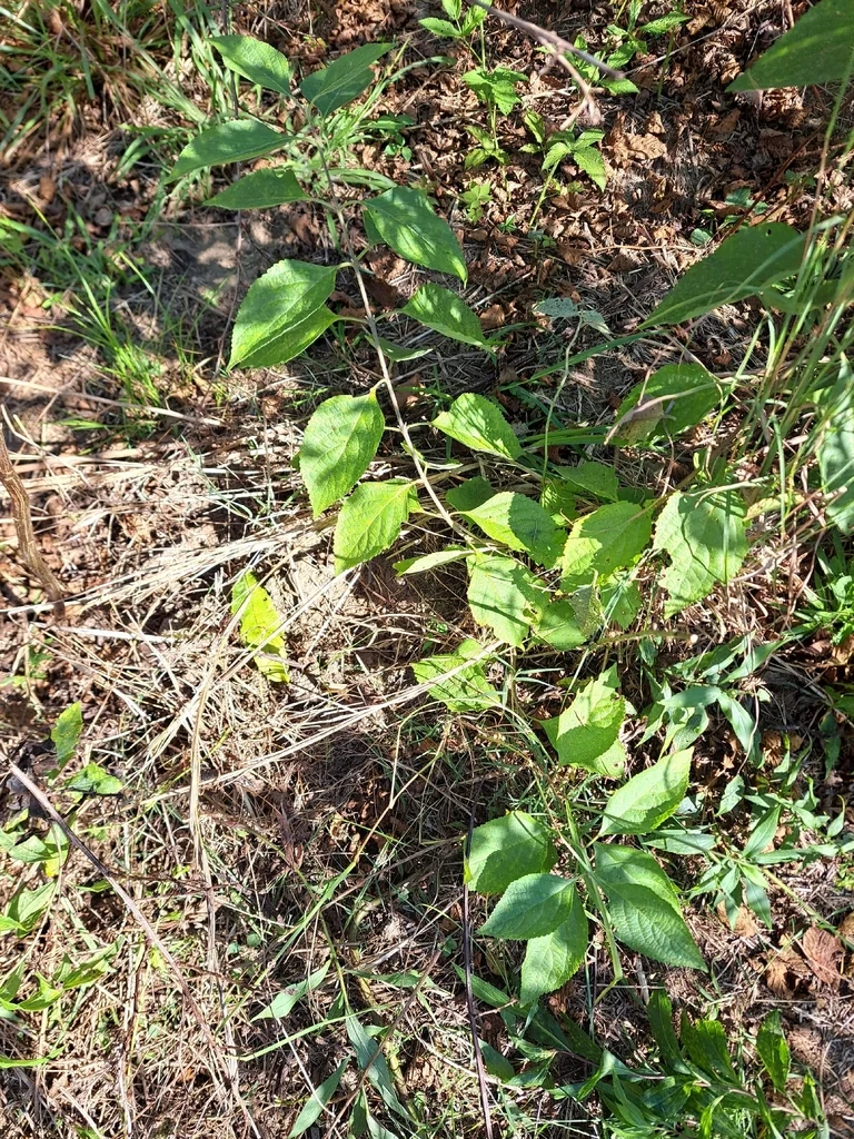 Callicarpa Americana