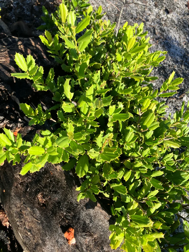 Ilex Opaca