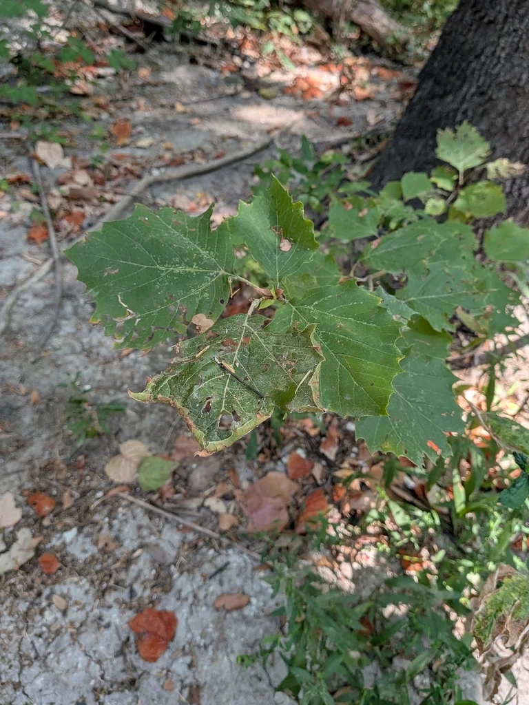 Platanus Occidentalis
