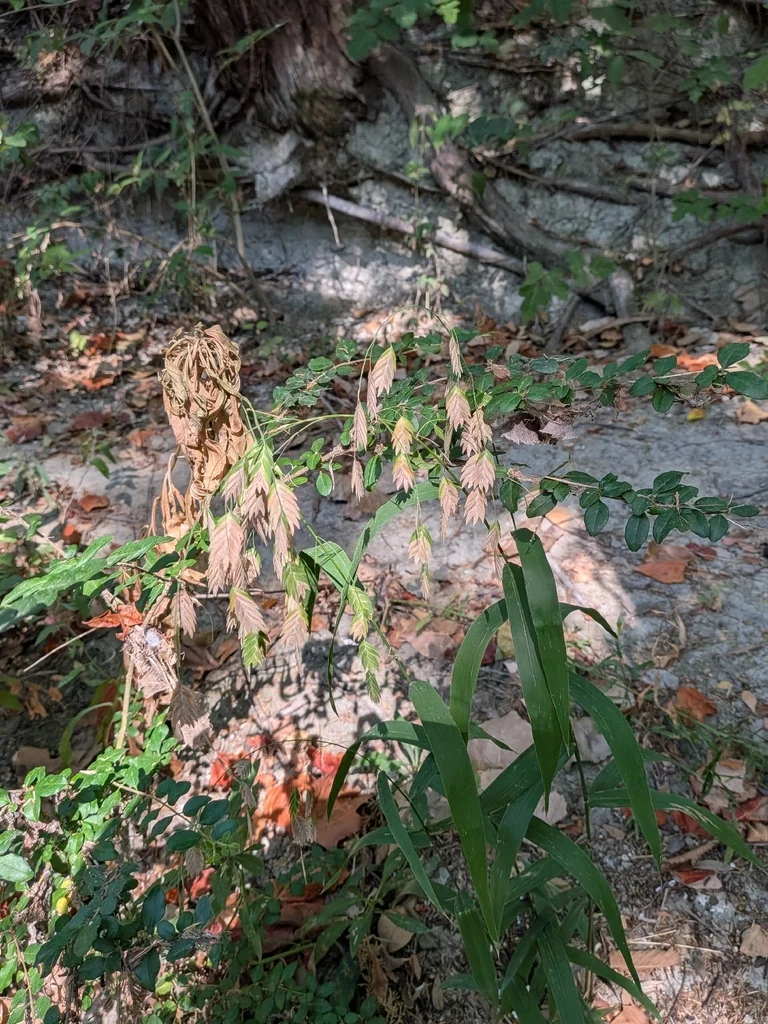 Chasmanthium Latifolium