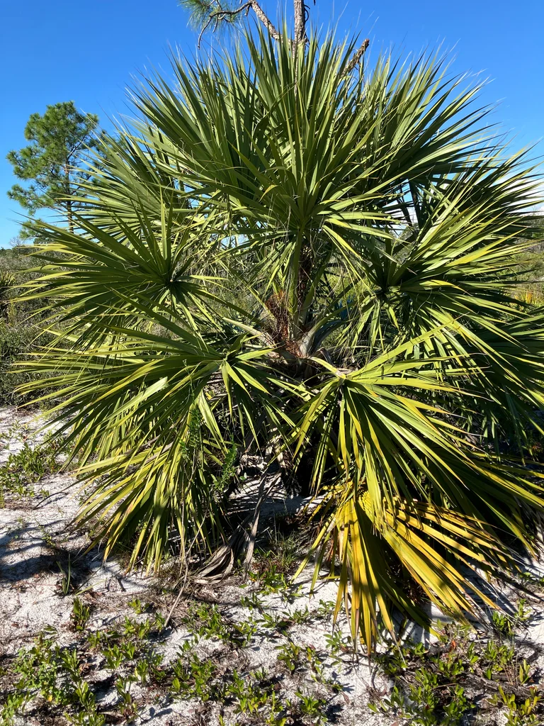 Sabal Palmetto