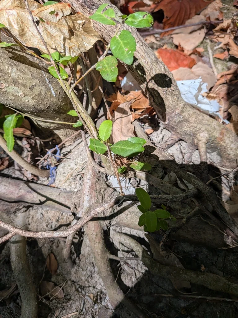 Ilex Vomitoria