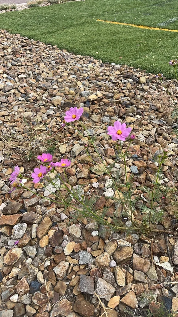 Cosmos Bipinnatus