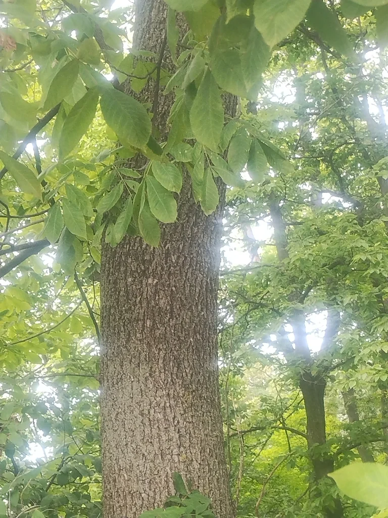 Carya Cordiformis