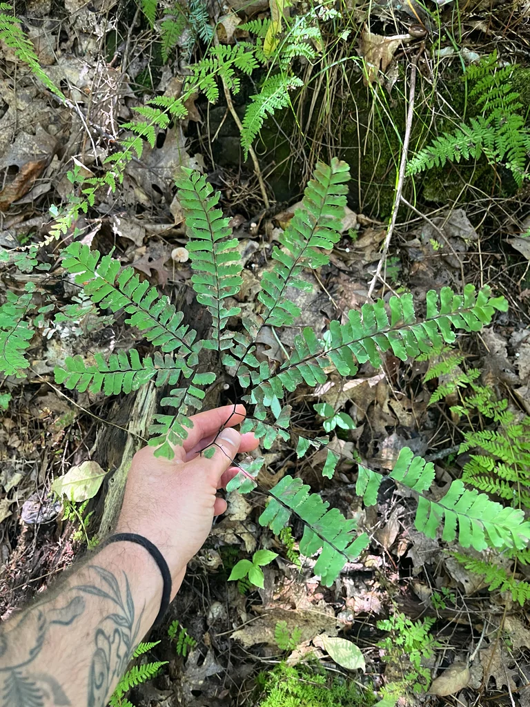 Adiantum Pedatum