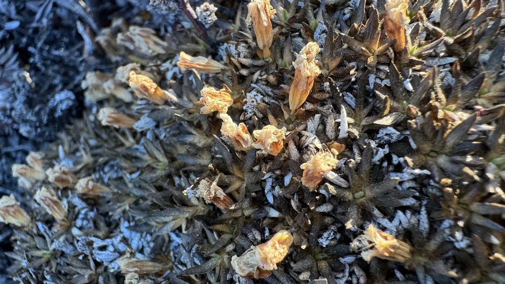 Silene Acaulis