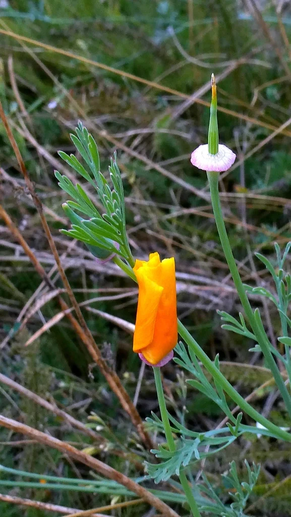 Eschscholzia Californica