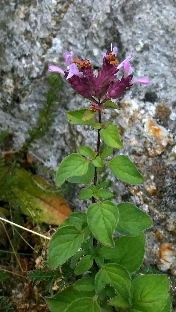 Origanum Vulgare