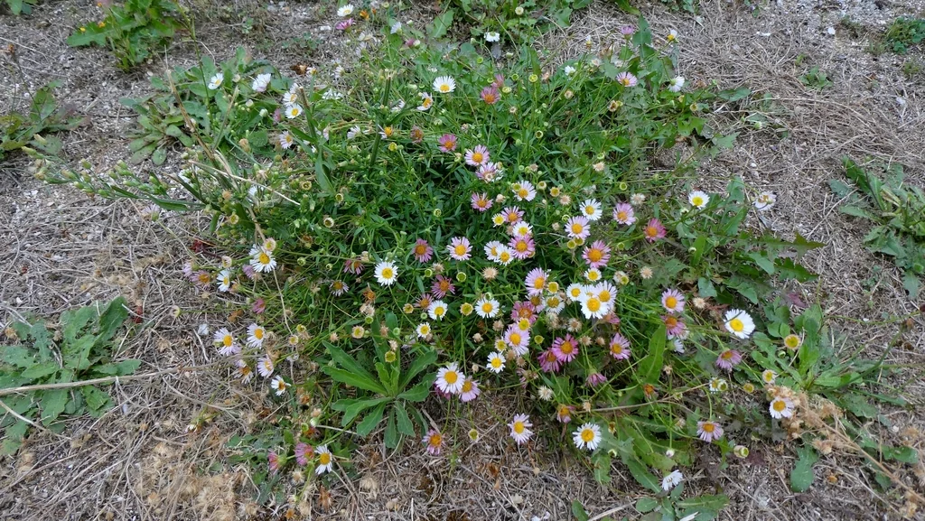 Erigeron Karvinskianus